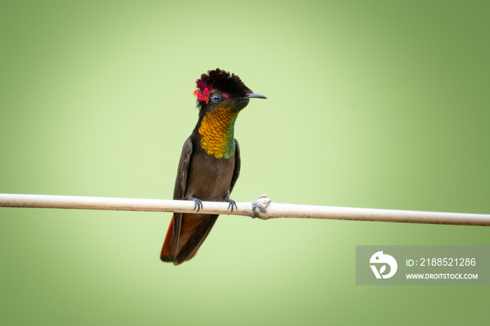 A Ruby Topaz hummingbird perches alone on a bamboo perch with a light background.