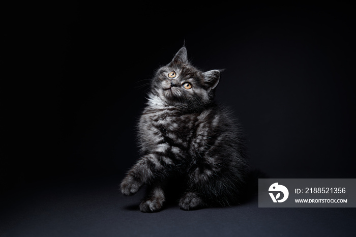 Studio shot of adorable scottish black tabby kitten on dark background.