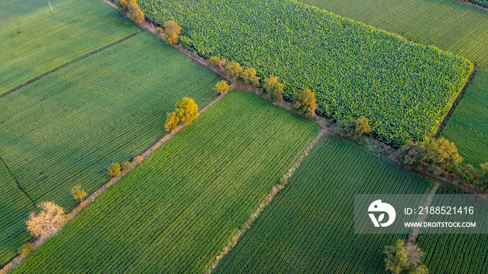 Ariel top view of agriculture field