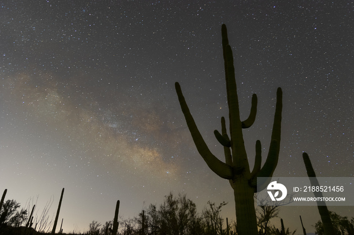 Milky way over saguaro cactus