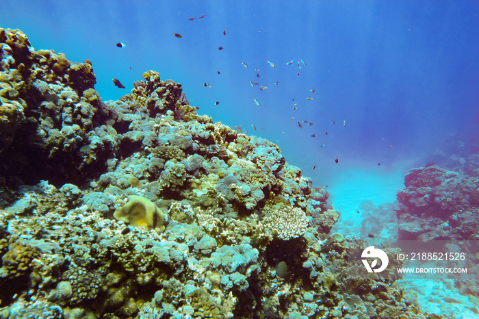 Underwater scenery with corals and fish in background. Diving at Anakao, Madagascar