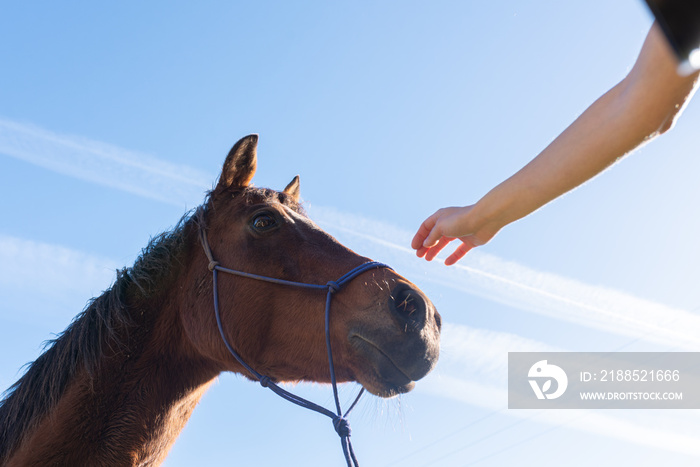 view from below of an unknown person’s hand stroking a beautiful horse on a sunny day with the blue sky in the background. pets concept.