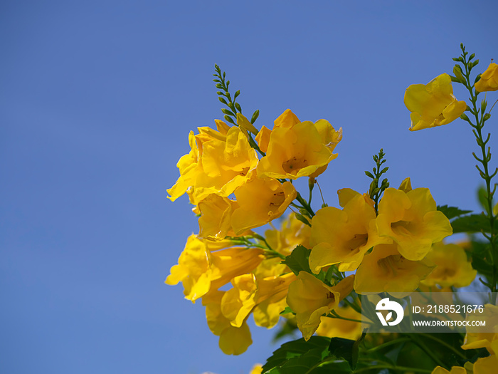 Close up Yellow elder, Trumpetbush flower.