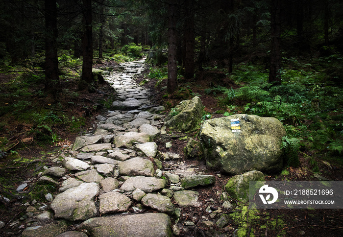 stone walkway in the dense forest