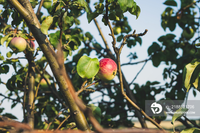 Beautiful, ripe, tasty apples on a tree branch in summer at sunset. Stylish, toned photo.