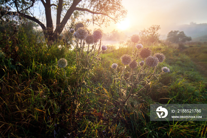 Milk thistle on side of rural pathway near river at foggy sunrise.