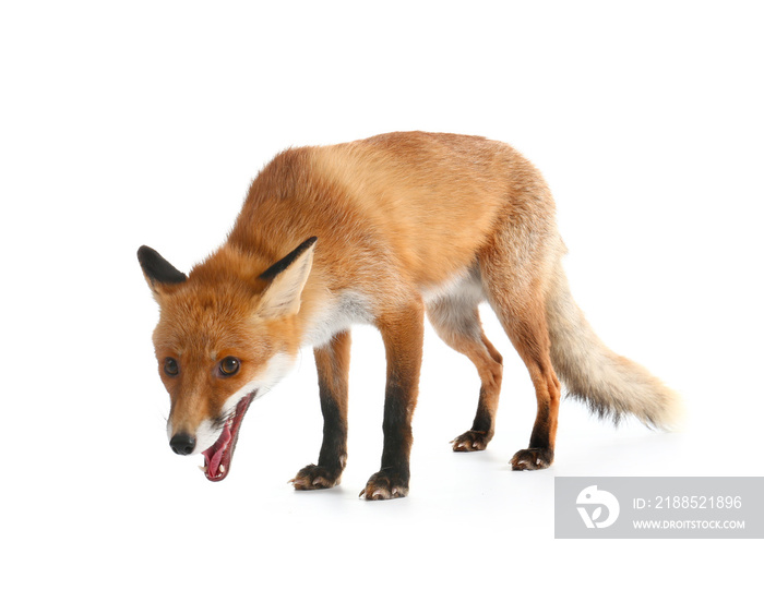 Cute funny fox on white background