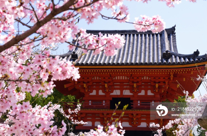 春の京都・仁和寺　桜の季節