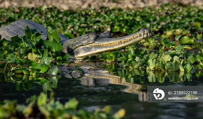 Gharial or Gavialis gangeticus a Fish Eating Crocodile