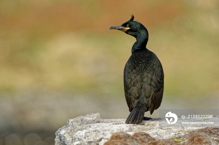 European Shag -  Phalacrocorax aristotelis is a species of cormorant. It breeds around the rocky coasts of western and southern Europe, southwest Asia and north Africa