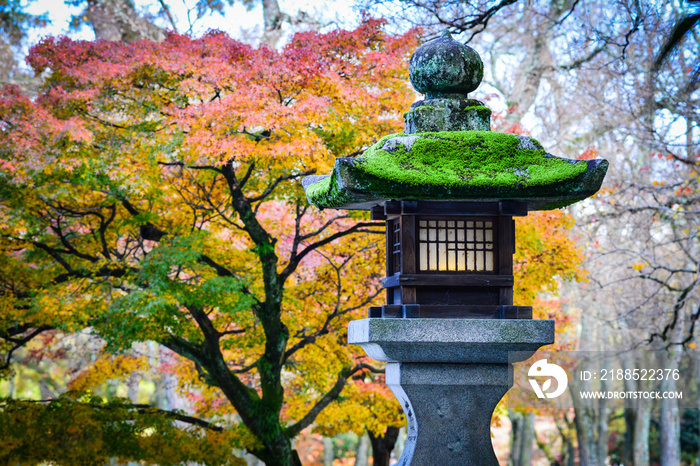 Autumn scenery in Japanese garden