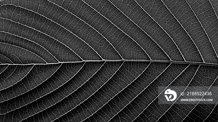 detail of black mitragyna speciosa leaves texture - background