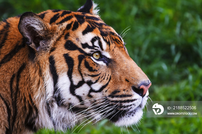 male Malayan tiger (Panthera tigris jacksoni) portrait from the tent very close up