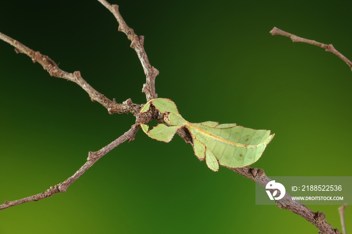 Leaf insect (Phyllium westwoodii),  Green leaf insect or Walking leaves are camouflaged to take on the appearance of leaves in spring season, rare and protected. Selective focus, blurred background.