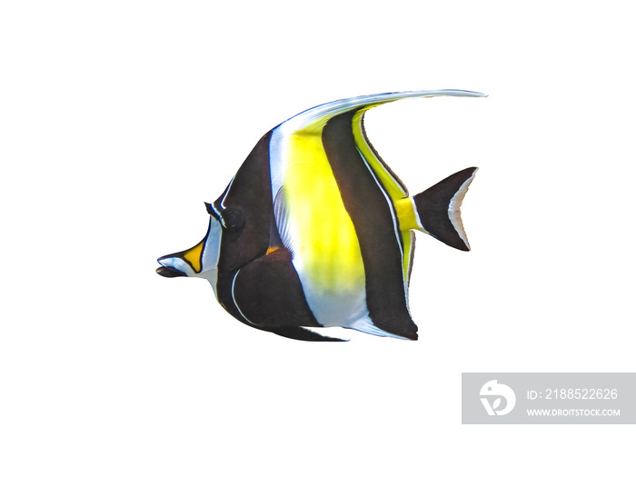 Zanclus cornutus fish on a white background. Fish from cartoon Finding Nemo. Gill Nemo