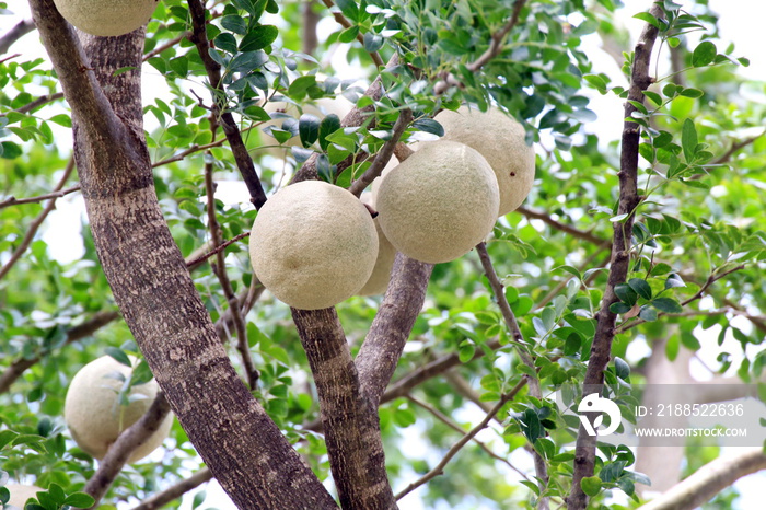 Herb Makwid, wood-apple on tree of Edible Thai fruit of subcontinent asia