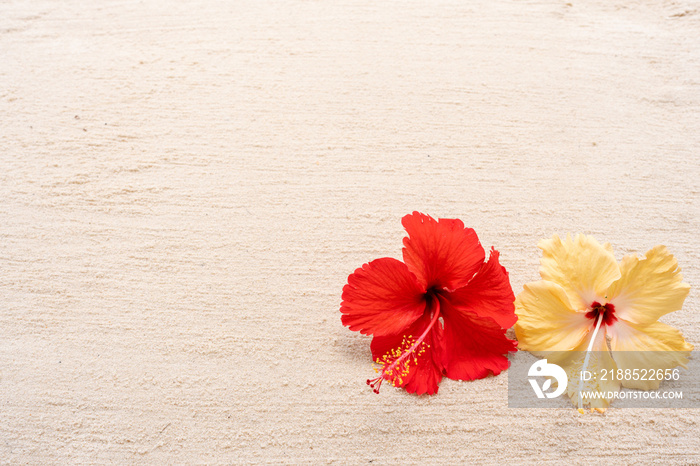 red hibiscus flower on sand background
