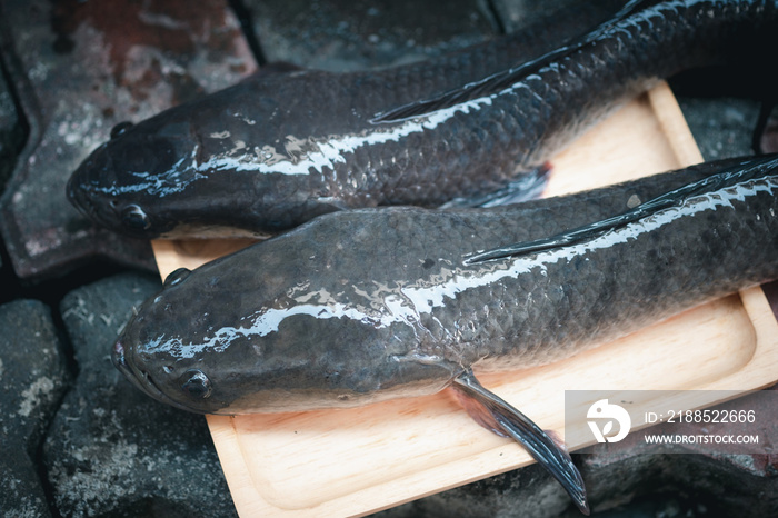 Fresh raw catfish harvested from fish farming