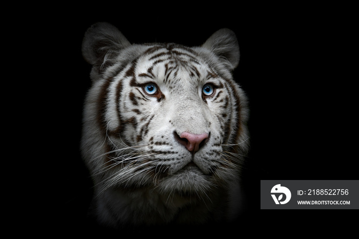 White tiger (Panthera tigris tigris), with a beautiful dark background. Colourful endangered animal with white hair sitting on the ground in the forest. Wildlife scene from nature, India