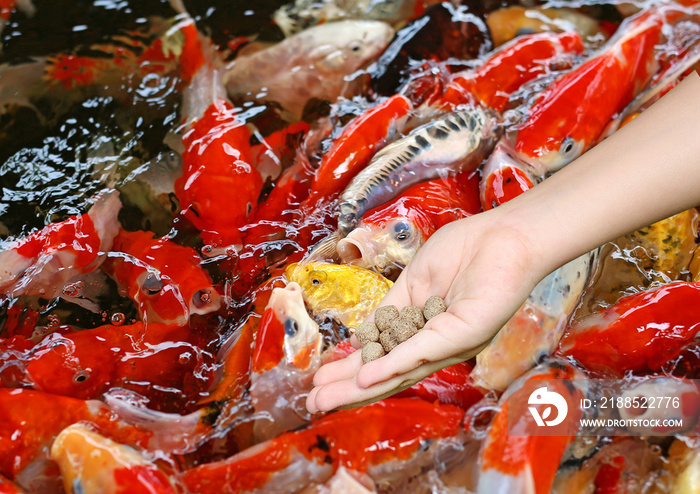 Child hand holding food for feeding koi fish in farm.