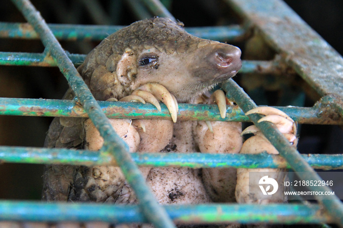 Rescue of pangolins in Pekanbaru, Riau, Indonesia.