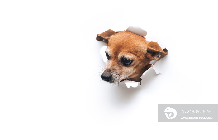 Bug-eyed muzzle. The head of old dog through a hole on a white torn paper background. Russian Toy Terrier. Horizontal studio image, copy space. Concept of spy, curiosity and snoop.