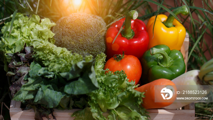 Organic farmer in a vegetable field holding a wooden box of beautiful freshly picked vegetables, Organic vegetables and healthy lifestyle concept.