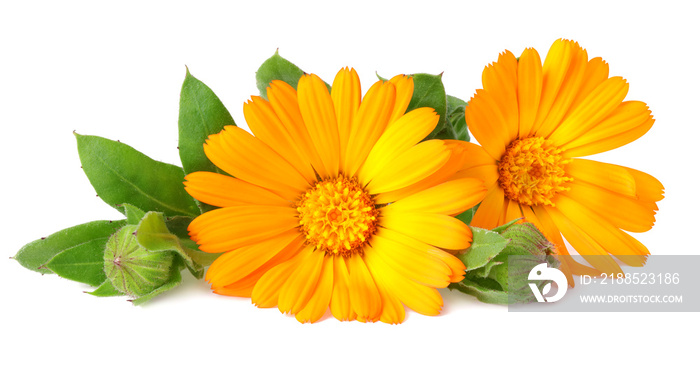 marigold flowers with green leaf isolated on white background ( calendula flower )