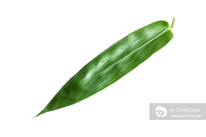 Green bamboo leaves isolated on transparent background.PNG