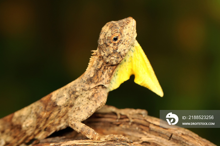 A flying lizard (Draco volans) is sunbathing on a vine branch before starting its daily activities.