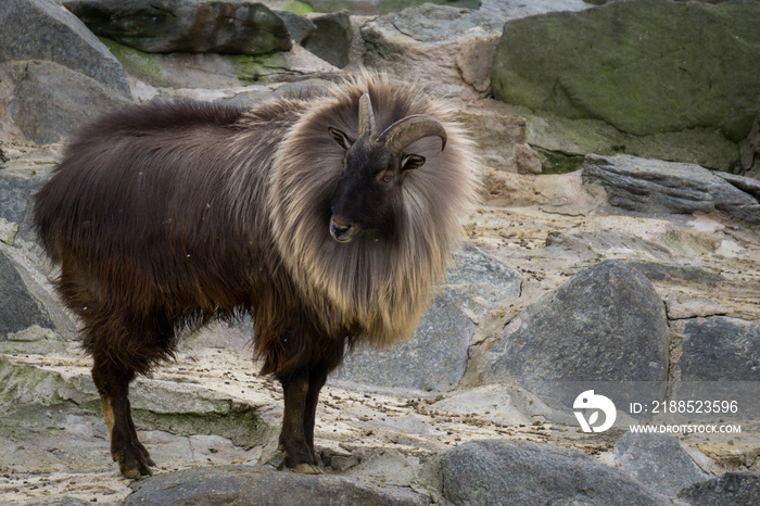 Male Himalayan Tahr at the zoo