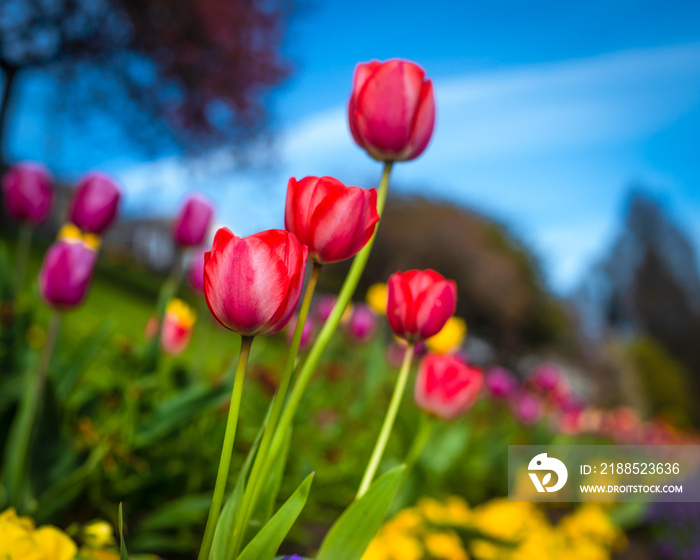 Tulips in a Park in Edinburgh, Scotland on a Sunny Day in Spring