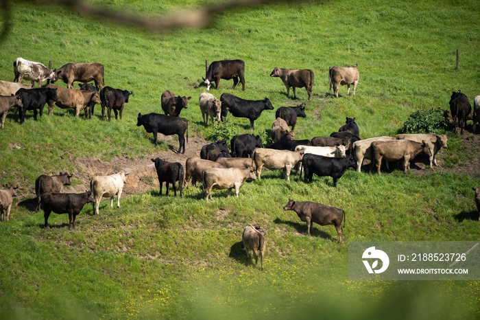 dairy cows grazing in an agricultural field. sustainable agriculture practiced with regenerative and organic food production methods