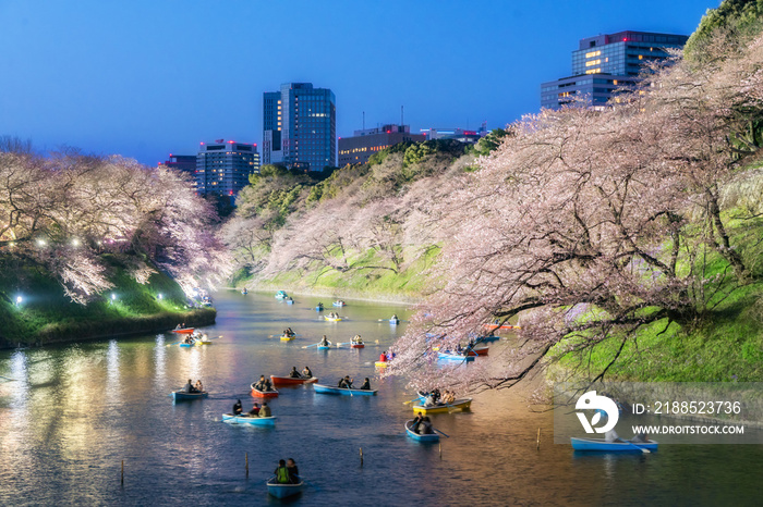 Night view of massive cherry blossoming in Tokyo, Japan as background. Photoed at Chidorigafuchi, Tokyo, Japan.