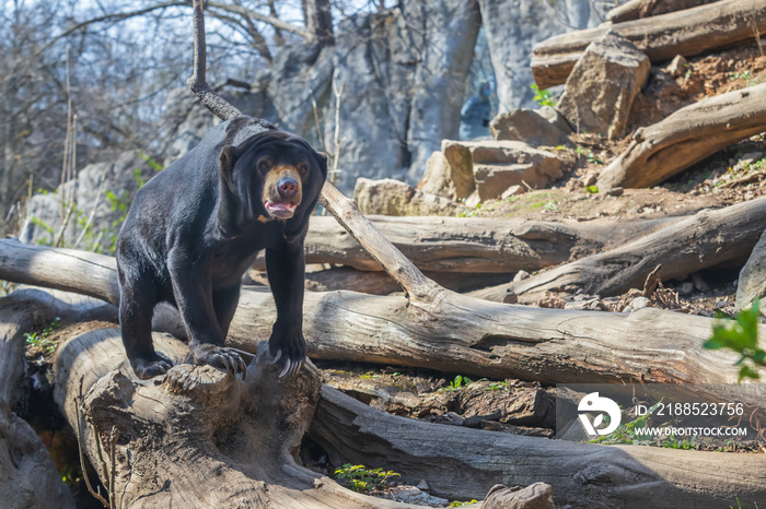 Malayan bear - Helarctos malayanus - the smallest species of bear. It is black and on a rock.