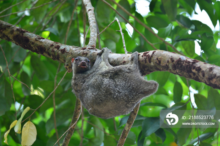 Flying Lemur