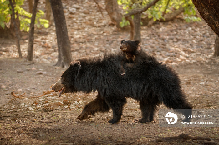 Very rare and shy sloth bear with baby searching for termites. Unique photo of sloth bears family in India. Wild animals in the nature habitat. Wild indian nature.Melursus ursinus.