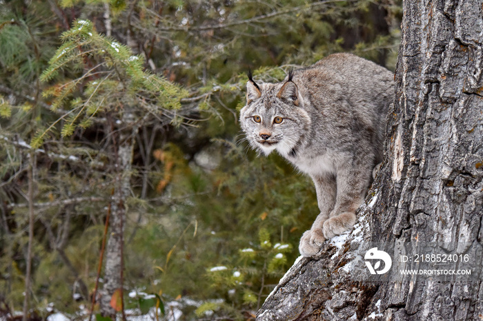 Canada Lynx perched on the side of a Tree