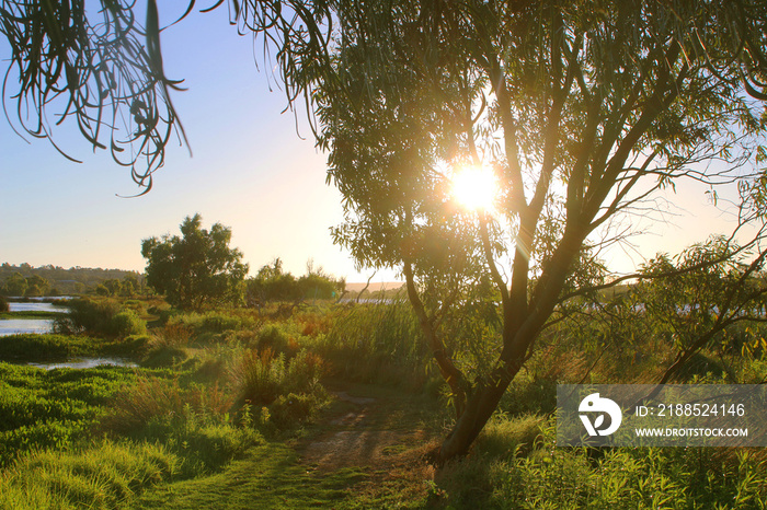 Sunset behind eucalyptus tree at river banks - Murray River near Murray bridge in South Australia