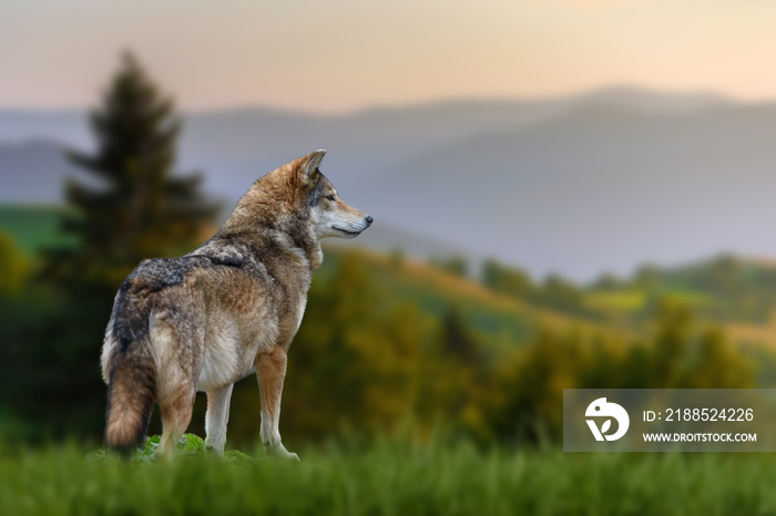 Wolf stands in the grass and looks into the distance against the backdrop of mountains