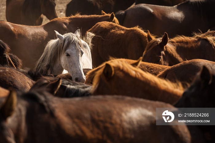 Wild horses of Cappadocia at sunset with beautiful sands, running and guided by a cawboy