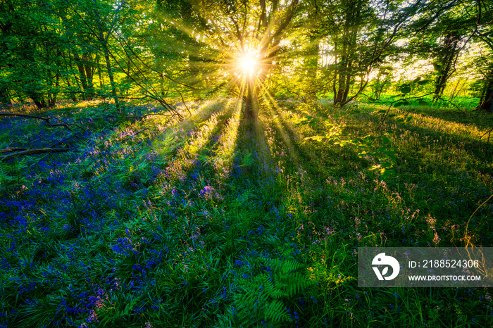 Woodland bluebell forest at sunset