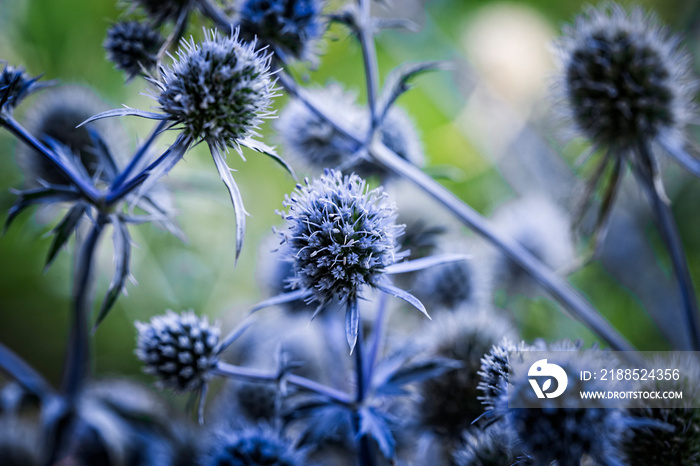 Close up of blue flowers, stems and leaves of thorny plant Eryngium planum, or the blue eryngo or flat sea holly. Natural floral blue background.