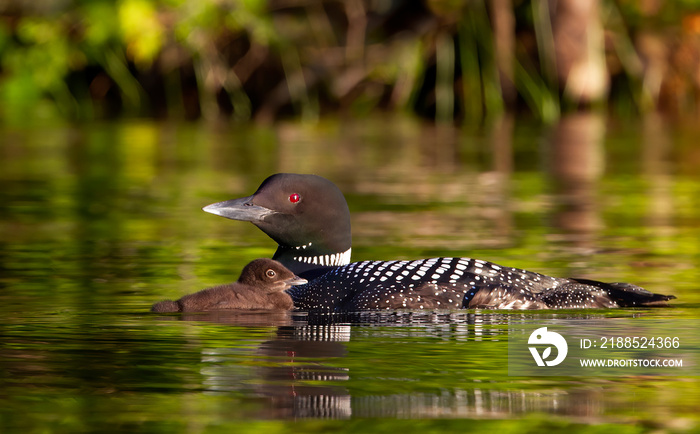 Common Loon (Gavia immer) swimming with a week old chick on Buck Lake, Ontario, Canada