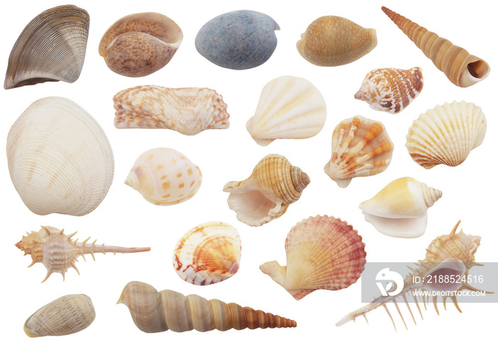 Seashells collection isolated on white background