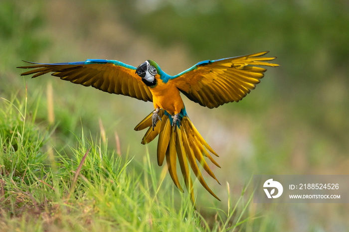 Blue-and-yellow macaw in flying action in nature