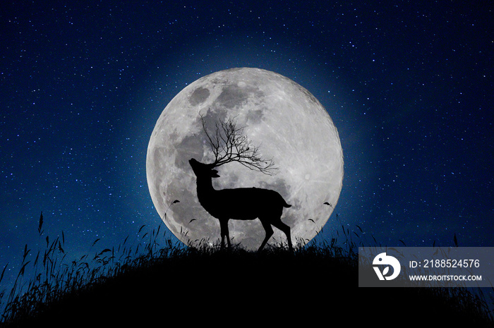 The deer stands on the mountain a large moon background in the night that the stars are full of sky