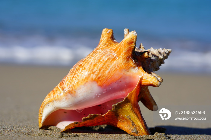 Pink conch shell on a sand beach by the Caribbean Sea in Nevis