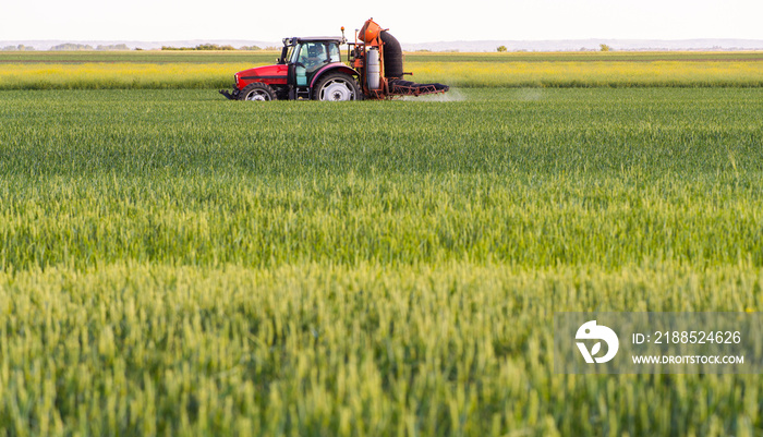 Tractor spraying pesticides wheat field.