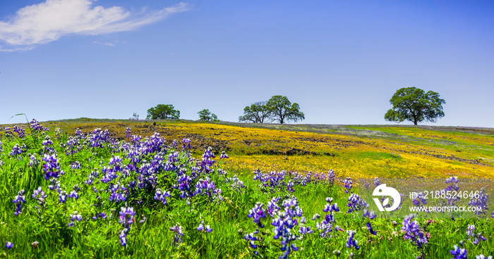 Wildflowers blooming on the rocky soil of North Table Mountain Ecological Reserve, Oroville, Butte County, California